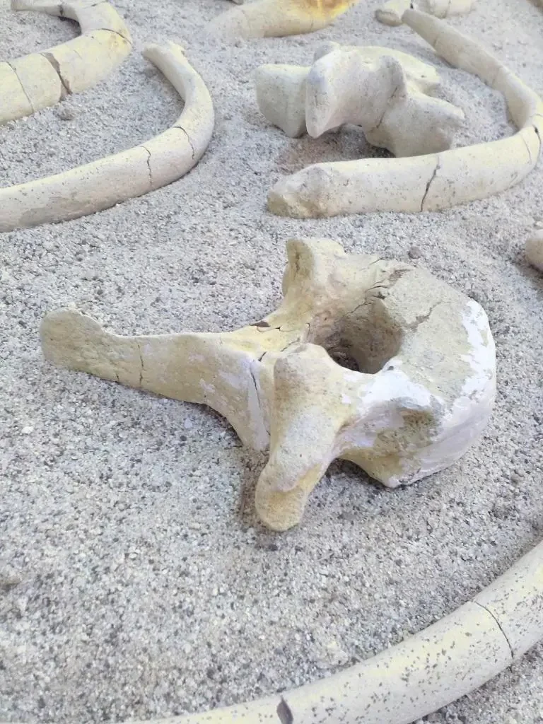 Cessaniti – Museo di Paleontologia_3